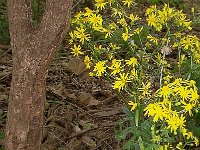 Flowers 19 River Walk